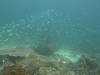 141 - Dive4-3 Melissas Garden