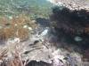 143 - Dive4-3 Melissas Garden