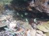 148 - Dive4-3 Melissas Garden