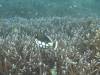 153 - Dive4-3 Melissas Garden