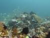 161 - Dive4-3 Melissas Garden