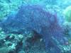 102 - Dive5-2 Candy Store