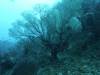103 - Dive5-2 Candy Store
