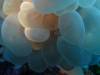 109 - Dive5-2 Candy Store