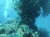 114 - Dive5-2 Candy Store
