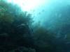 118 - Dive5-2 Candy Store