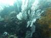 124 - Dive5-2 Candy Store