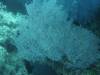 129 - Dive5-2 Candy Store