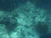 130 - Dive5-2 Candy Store