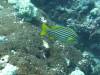 132 - Dive5-2 Candy Store