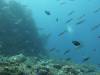 135 - Dive5-2 Candy Store