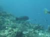 136 - Dive5-2 Candy Store