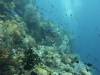 139 - Dive5-2 Candy Store
