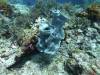 140 - Dive5-2 Candy Store