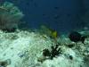 141 - Dive5-2 Candy Store