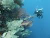145 - Dive5-2 Candy Store
