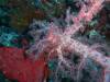 102 - Dive5-4 Warna Berwarna