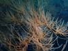 103 - Dive5-4 Warna Berwarna