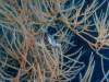 104 - Dive5-4 Warna Berwarna