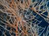 105 - Dive5-4 Warna Berwarna