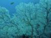 108 - Dive5-4 Warna Berwarna