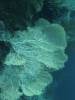 109 - Dive5-4 Warna Berwarna