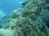 111 - Dive5-4 Warna Berwarna