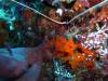 113 - Dive5-4 Warna Berwarna