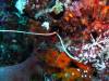 114 - Dive5-4 Warna Berwarna