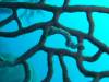 117 - Dive5-4 Warna Berwarna