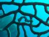 118 - Dive5-4 Warna Berwarna