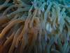 120 - Dive5-4 Warna Berwarna