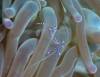 122 - Dive5-4 Warna Berwarna