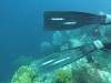 124 - Dive5-4 Warna Berwarna