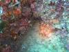 125 - Dive5-4 Warna Berwarna