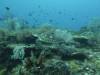126 - Dive5-4 Warna Berwarna