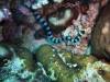 127 - Dive5-4 Warna Berwarna