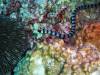 128 - Dive5-4 Warna Berwarna