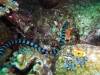 130 - Dive5-4 Warna Berwarna