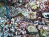 131 - Dive5-4 Warna Berwarna
