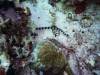132 - Dive5-4 Warna Berwarna