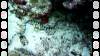 133 - Dive5-4 Warna Berwarna