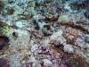 134 - Dive5-4 Warna Berwarna