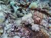 135 - Dive5-4 Warna Berwarna