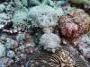 136 - Dive5-4 Warna Berwarna