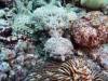 137 - Dive5-4 Warna Berwarna