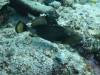101 - Dive6-1 Shadow Reef