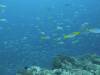 103 - Dive6-1 Shadow Reef