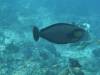 105 - Dive6-1 Shadow Reef