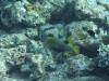 112 - Dive6-1 Shadow Reef
